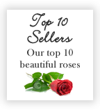 Top 10 Sellers - Our Top 10 beautiful roses